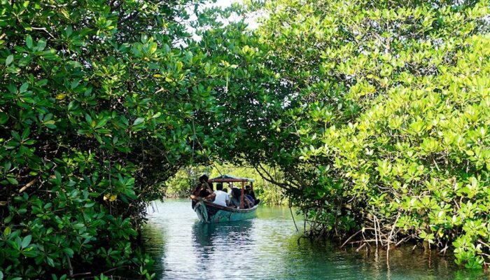 kano di hutan mangrove